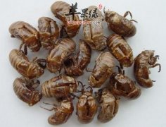 介绍一些蝉蜕的药用