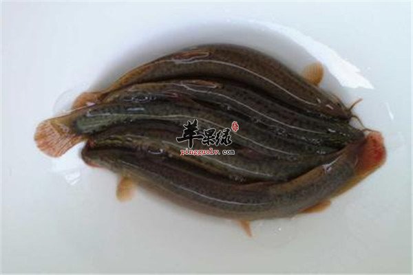 泥鳅2.jpg