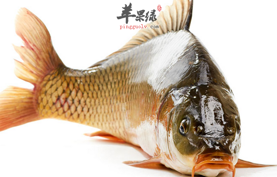 鲤鱼的营养分析和宜忌讲解