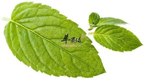 所以如果我们想要泡水喝薄荷叶,那么就不要选择这样的保存方法了.图片