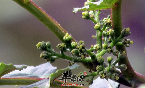 有关于花椒叶的功用详解