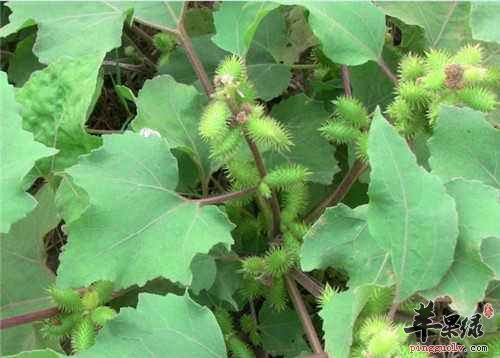 苹果绿 中药大全 功效与作用 其实苍耳子作为一种外用的治疗鼻炎的