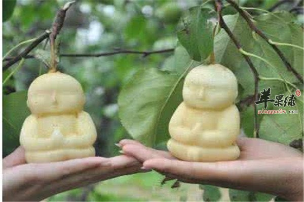 人参果是什么 吃了它好不好