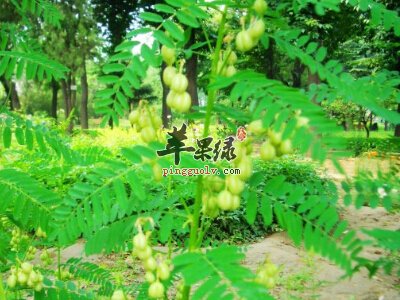 沙苑蒺藜怎么吃 泡茶很不错