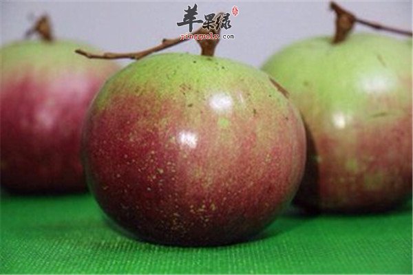 牛奶果是什么 应该怎么进行食用