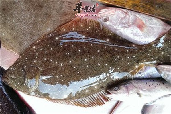 鸦片鱼的食疗作用和营养价值