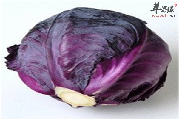 紫包菜有哪些好处 防便秘减肥强体质