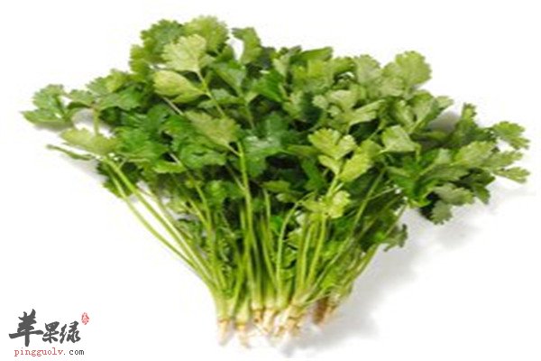 香菜的作用以及禁忌人群_苹果绿
