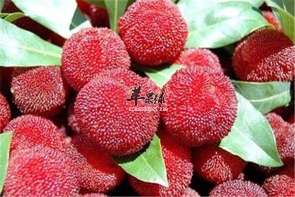 杨梅的几大功效以及食用方法