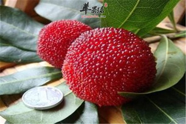 杨梅的几大功效以及食用方法