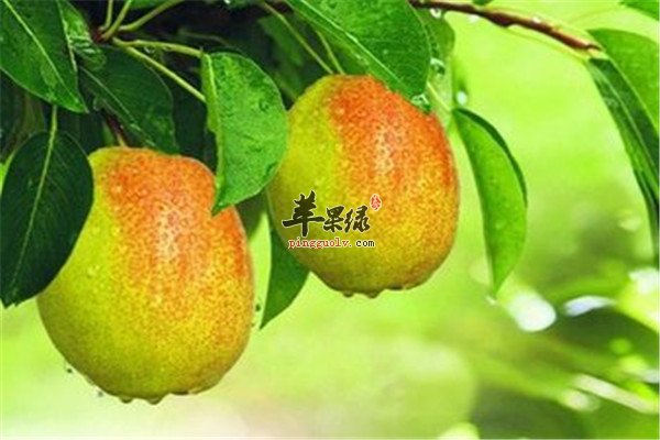 香梨9.jpg