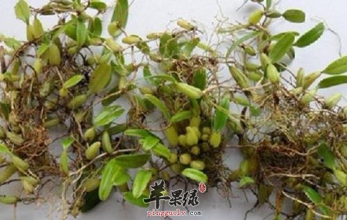 石橄榄的功效和附方有哪些