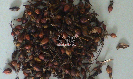 鸡子黄的配伍应用方法介绍