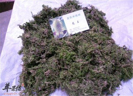 石见穿的用法和治病的效果
