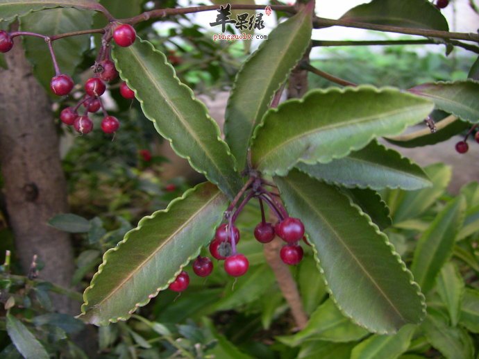 朱砂根和矮地茶很相似 帮你区分