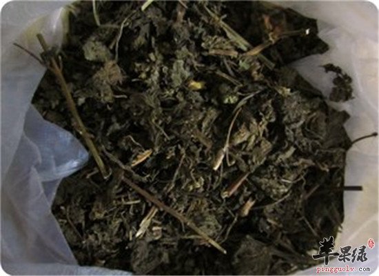苏叶的功效以及它的配伍禁忌图片