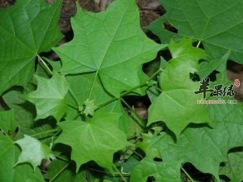 苹果绿 中药大全 功效与作用 八角枫这种药材是比较少见的,所以我们大