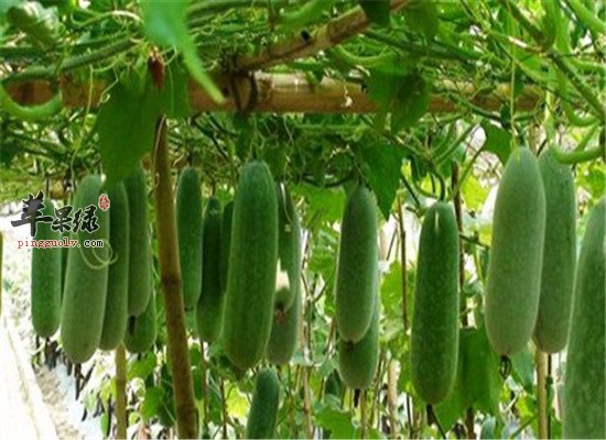 节瓜有什么营养 吃了到底好不好