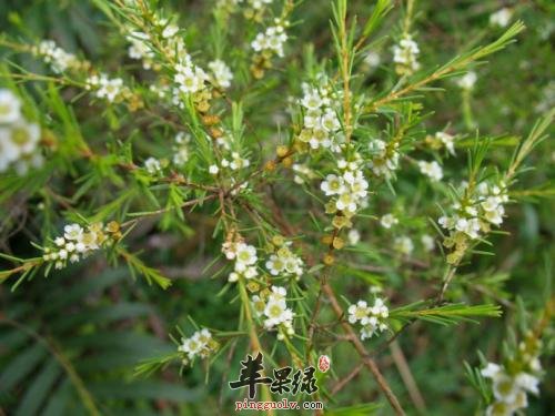 苹果绿 中药大全 功效与作用 同时岗松的治病功效也是非常出色的,我们