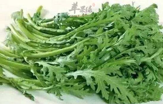菊花脑不能和什么一起吃