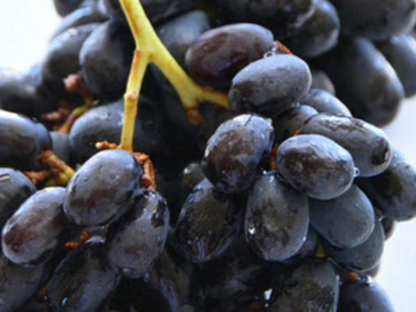黑色水果黑加仑葡萄 营养价值