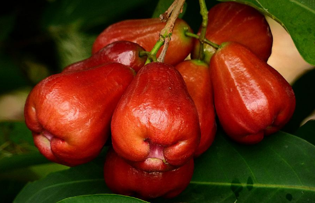 哪些人不适合吃莲雾