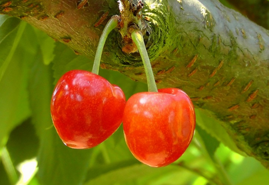 苹果绿 食材大全 营养价值 一颗樱桃所含热量不超过四大卡,与其他食物