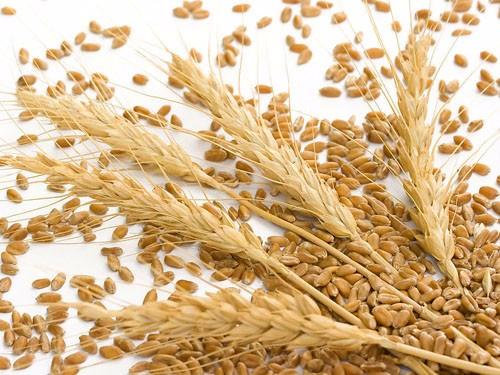 浮小麦和小麦的区别 帮你有效区分