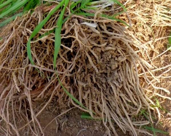 萱草根的药用价值 帮你了解萱草根