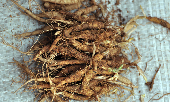 四叶参药用价值强 帮你了解四叶参