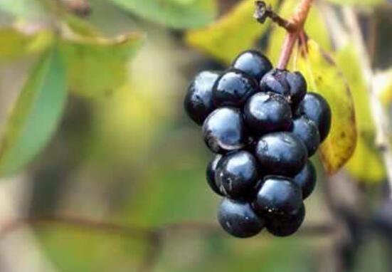 水果黑莓功效与作用_水果李子的功效与作用_水果功效与作用