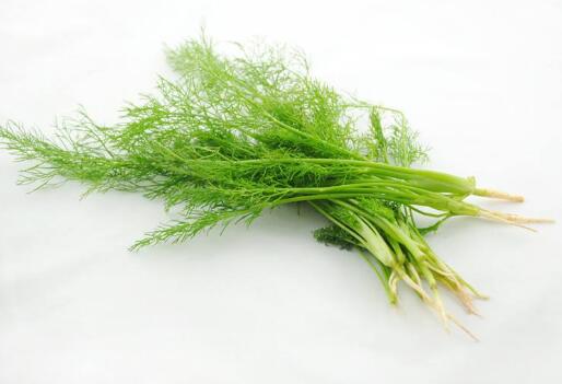 茴香的功效与作用