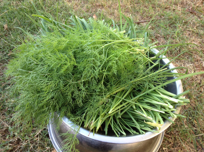 每一种食材都有属于自己的种植时间,那么 茴香菜这种食材的又是在什么