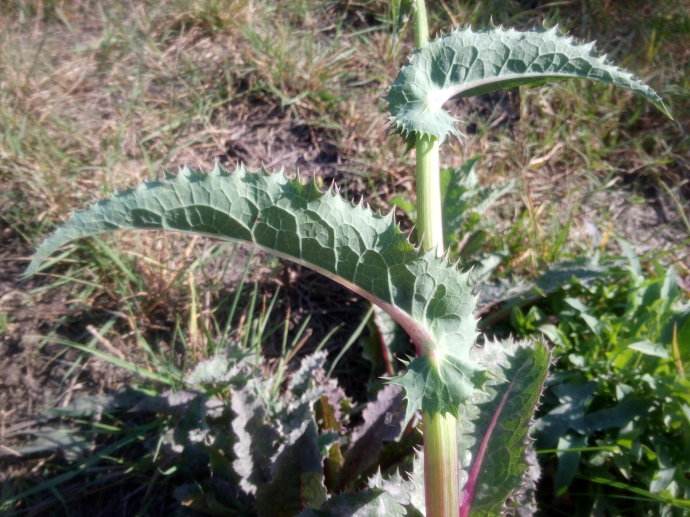 苹果绿 食材大全 营养价值 苦根菜这种 食材可能在日常生活中并不算是