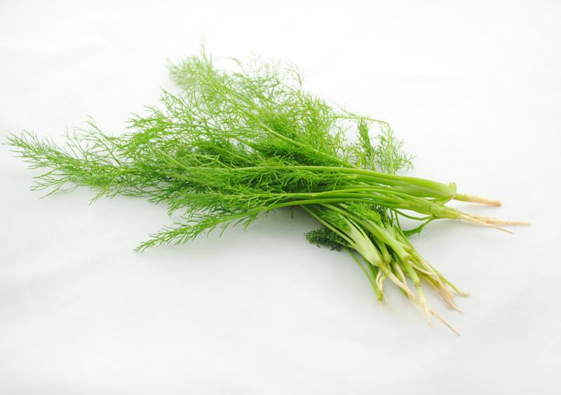 茴香菜是酸性还是碱性