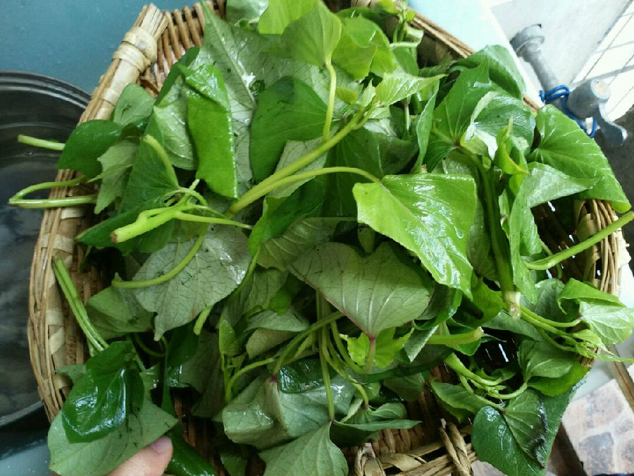 苕尖是发物吗