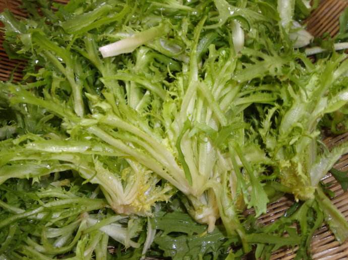 苦菊和什么相克
