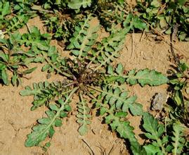 野生荠菜长什么样