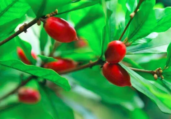 苹果绿 食材大全 营养价值 神秘果的叶子同样是有用途的,这实际上是