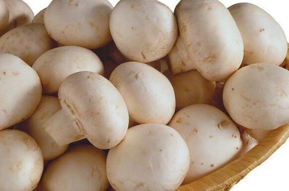白蘑菇的营养价值_吃白蘑菇的好处_苹果绿