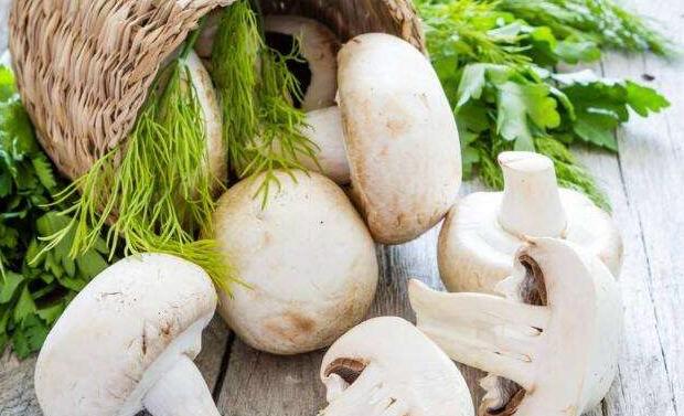 蘑菇的营养和功效有哪些 蘑菇和什么菜一起炒好吃