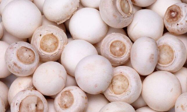 白蘑菇的营养价值