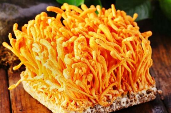 虫草花的功效与作用