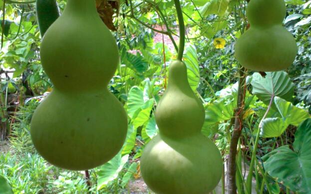 苹果绿 食材大全 营养价值 葫芦 在日常生活中,麻辣烫, 方便面等垃圾