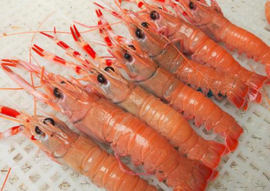 海龙虾怎么做着吃