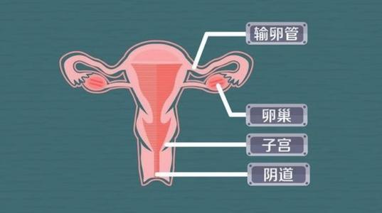 女性生理图片