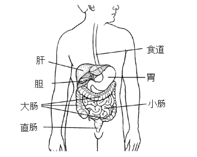 人体内脏布局图