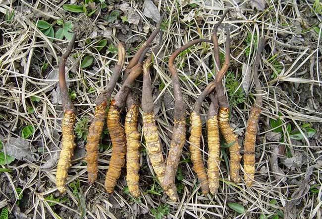 苹果绿 中药大全 冬虫夏草 冬虫夏草是一味可以针对多种疾病进行治疗