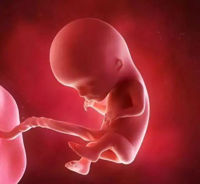怀孕三个月胎儿图