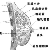 女人如何保养乳房